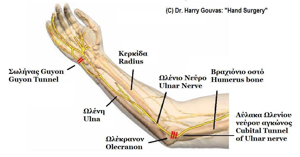 Diagrama de anatomía del nervio cubital en el brazo y mano
