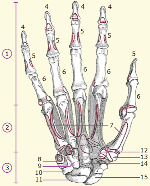 Anatomía de los huesos de la mano con numeración de referencia