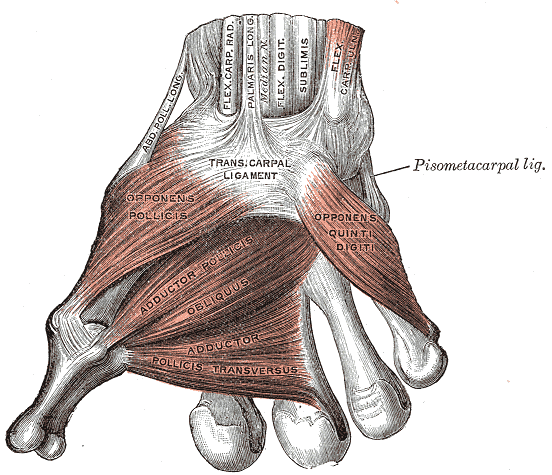 Anatomía de los tendones flexores de la palma de la mano