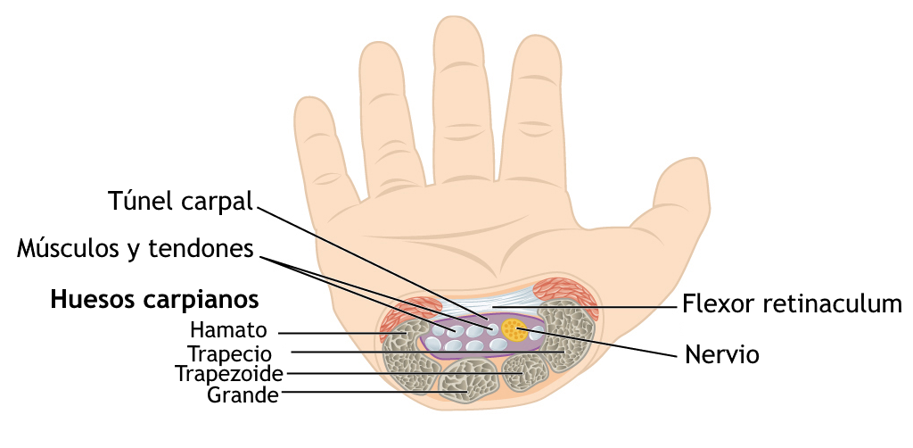 Diagrama anatómico del túnel carpiano con el nervio mediano